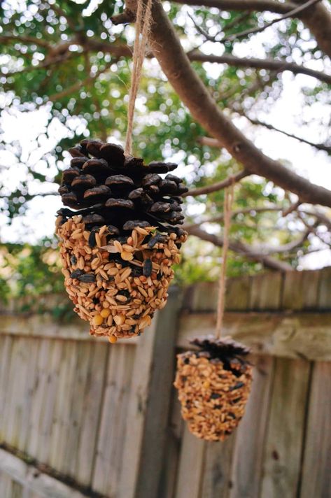 DIY Pine cone bird feeder with bird seed and peanut butter Pinecone Bird Feeder, Squirrel Feeder Diy, Seed Ornaments, Diy Outdoor Space, Florida Birds, Pine Cone Bird Feeder, Tiny Farm, Squirrel Feeder, Tea Cup Bird Feeder