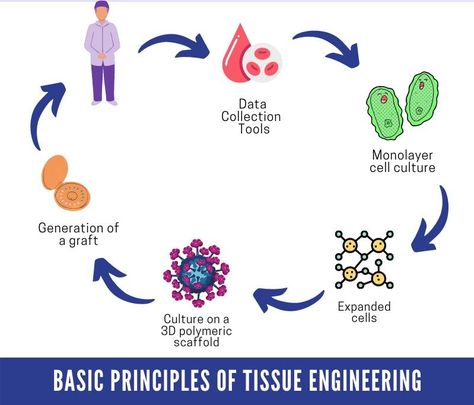 Structure for Tissue Engineering Research while writing a detailed research proposal https://bit.ly/31iWvvw #tutorsindia #master#research #engineering #engineeringstudent #researchproposal #tissueengineering 90s Room, Tissue Engineering, Dissertation Writing Services, Dissertation Writing, Research Proposal, Engineering Student, Scaffolding, Data Collection, Writing Services