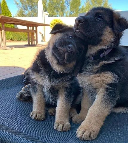 Two Puppies, Dog Kisses, Dog German, Cute Dog Pictures, Dog Facts, Cute Dogs And Puppies, Shepherd Puppies, German Shepherd Puppies