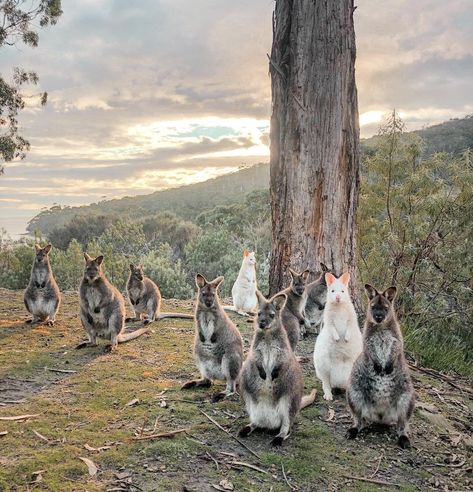 Top 10 things to do on Bruny Island - Hobart and Beyond