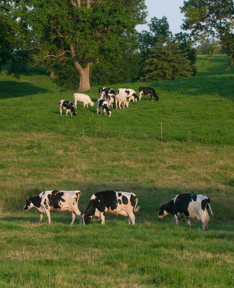 Undeniably Dairy, Dairy Cows Holstein, Cows In Pasture, Kalona Iowa, Attack On Titan Mike, White Cows, Reasons To Be Vegan, Cow Liver, Cow Pasture