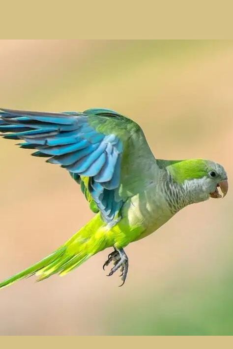 Monk Parakeet, Parakeet Bird, Friends Cute, Interesting Facts, Beautiful Smile, Beautiful Birds, Parrot, Fun Facts, Birds