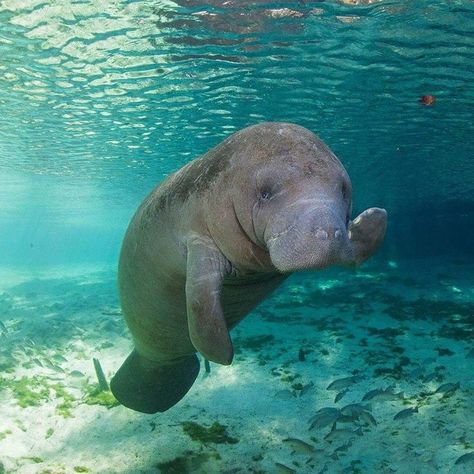 "Howdy" Tattoo Nature, Sea Cow, Nature Wallpaper, Cow, Swimming, Water, Animals, Nature