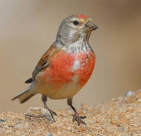 Linnet Bird, Names Of Birds, Hawfinch, Brown Legs, Birds Nature, Eye Spy, Kinds Of Birds, Finches, Wild Creatures