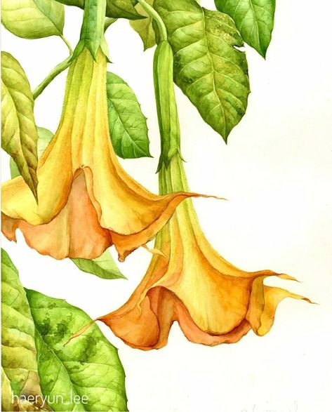 Trumpet Flowers, Fruit Art Drawings, Watercolor Angel, Watercolor Pencil Art, Angel Trumpet, Botanical Flower Art, Abstract Painting Techniques, Pen Art Drawings, Watercolour Inspiration