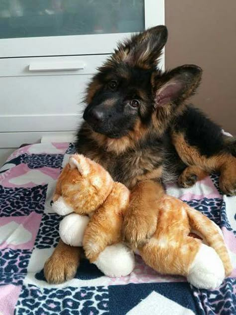 GSD Puppy Gsd Puppy, Baby German Shepherds, Big Fluffy Dogs, German Sheperd Dogs, Cute Animals Puppies, Gsd Puppies, Very Cute Dogs, Really Cute Dogs, Shepherd Puppies