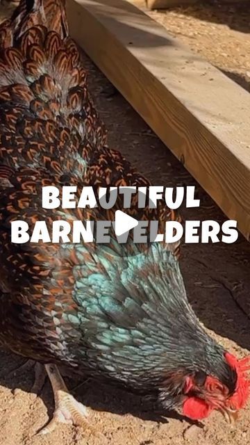 Barnvelder Chickens, Cold Hardy Chicken Breeds, Barnevelder Chicken, Bielefelder Chickens, Heritage Chicken Breeds, Poultry Breeds, Barnvelder Chickens Eggs, Egg Laying, Rare Breed