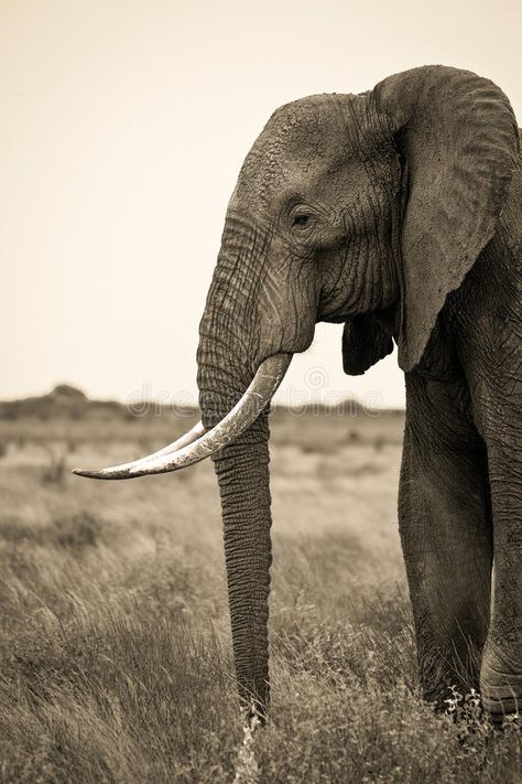 Elephant Head Photography, Images Of Elephants, Elephant Side View Drawing, Elephant Side Profile, Person Side View, Elephant Side View, Elephant Reference, Elephant Profile, African Forest Elephant