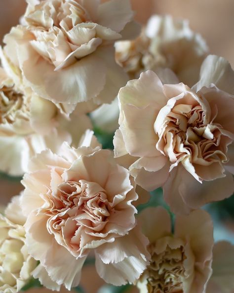 Putumayo Carnation Champagne Carnation, Terracotta Carnations, Champagne Lisianthus, Pale Orange Flowers, Peach Carnation Bouquet, Summer Wedding Floral, Dianthus Flowers, Beige Flowers, Champagne Flowers