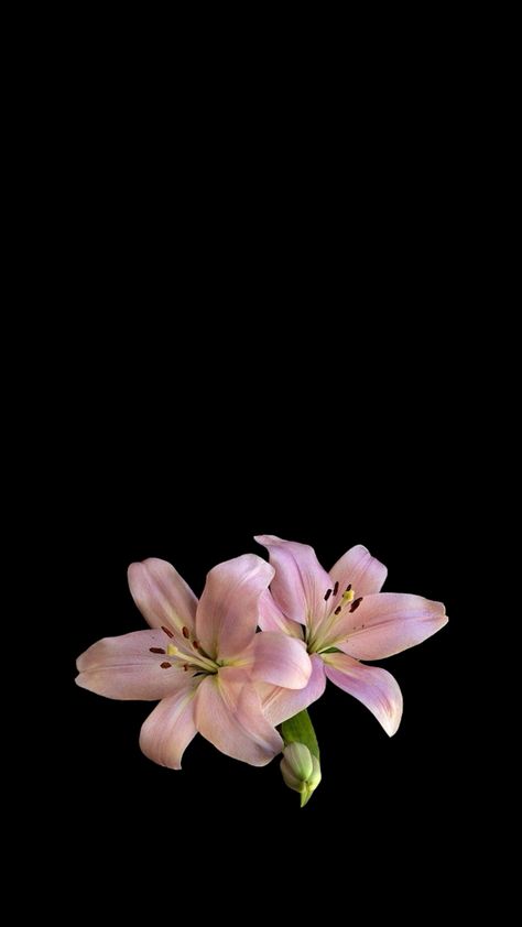 pink lillies wallpaper 🌸 Pink Lily Wallpaper, Flower Backround, Black Flowers Wallpaper, Pink Lily Flower, Flowers Black Background, Lily Wallpaper, Lilly Flower, Pink Lillies, Trippy Wallpaper