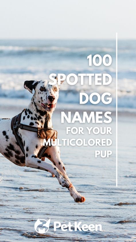 In this post, we’ll list spotted dog names to help you choose the perfect name for your pooch. Boy Dog Names, Names For Boys List, Spotted Animals, Spotted Dog, Dalmatian Dogs, Puppy Names, Cute Names, Boy Dog, Boy Names