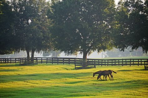 Ocala – Horse Capital of the World  #Florida #Horse #Equestrian Horse Paddocks, Kentucky Horse Farms, House In Florida, Equestrian Farm, Horse Farm Ideas, Horse Paddock, Dream Stables, Dream Horse Barns, Spring Horse