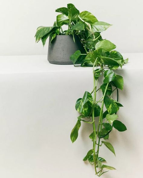 Pothos Care, Indoor Plant Stands, Bathroom Plants Decor, Pothos Plants, Low Maintenance Indoor Plants, Low Light Indoor Plants, Epipremnum Aureum, Etsy Photography, Golden Pothos