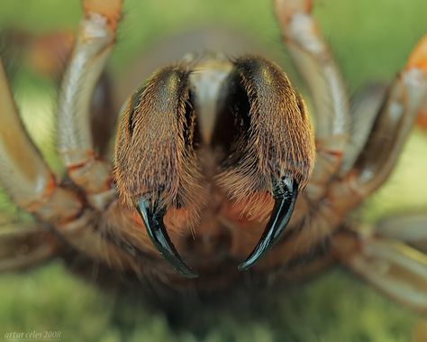 Drow Druid, Spider Fangs, Dnd Drow, Spider Face, Crab Spider, Creeped Out, Beautiful Bugs, Animal Habitats, Macro Photos