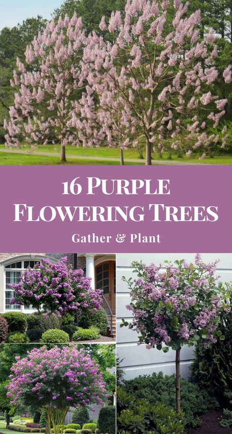 Purple flowering trees are a wonderful way to add elegance to the outside of your home. Here are some trees you should consider adding to your garden and their plant hardiness zone, sunlight, and soil needs. #purpleflowers #flowergarden #gardendesign Flowering Trees Zone 5, Tree With Purple Flowers, Purple Flowering Shrubs, Lavender Tree Landscaping, Small Trees For Landscaping Full Sun, Lilac Trees And Bushes, Lilac Tree Landscaping, Flowering Trees For Front Yard, Purple Trees Landscape