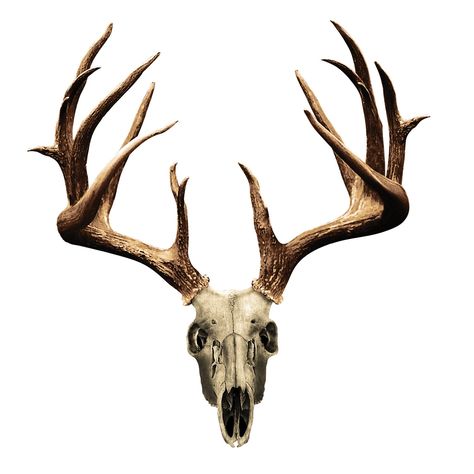 deer%20skull%20drawing Deer Skull Drawing, Deer Skull Tattoo, Deer Skull Tattoos, Deer Sketch, Stag Tattoo, Hunting Tattoos, Skull Reference, Tattoo Wallpaper, Deer Drawing