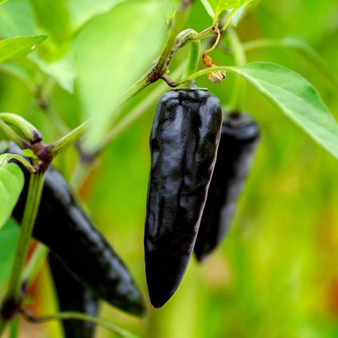 Chilli Plant, Black Plant, Goth Garden, Pepper Potts, Seed Starting Mix, Bean Seeds, Black Garden, Chilli Pepper, Sweet Chilli