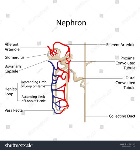 Education Chart of Biology for Nephron Diagram. Vector illustration. #Ad , #AD, #Biology#Chart#Education#Nephron Nephron Diagram Drawing, Nephron Diagram Easy, Nephron Diagram, Education Chart, Digestive System Model, Loop Of Henle, Excretory System, Urinary System, Ppt Background