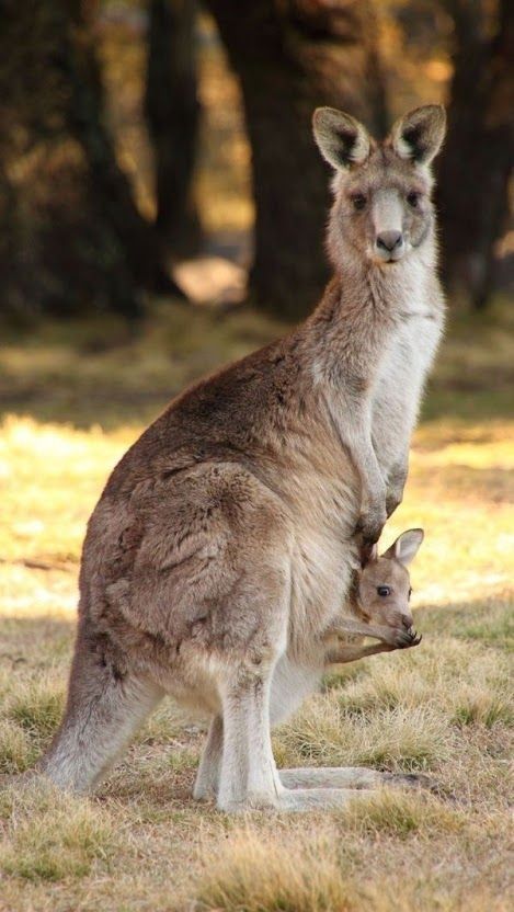 Kangaroo And Joey, Australian Mammals, Red Kangaroo, Tattoo Nature, Pet Raccoon, Australia Animals, Australian Wildlife, Rare Animals, Australian Animals