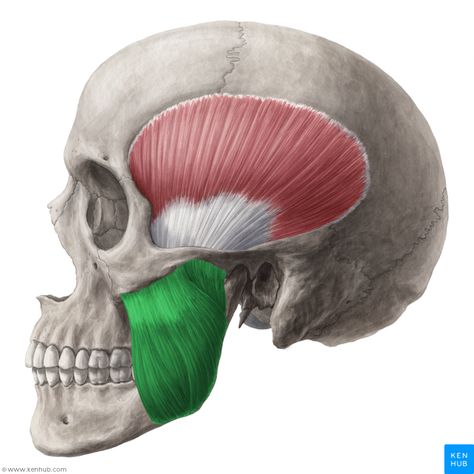 Masseter Muscle Temporalis Muscle, Neck Muscle Anatomy, Masseter Muscle, Jaw Exercises, Head Muscles, Muscle Structure, Muscles Of The Face, Head Anatomy, Facial Anatomy