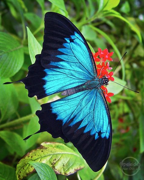 Butterfly Reference, Papilio Ulysses, Ulysses Butterfly, Dull Blue, Beautiful Butterfly Pictures, Australia Animals, Procreate Ipad Art, Fence Art, Swallowtail Butterfly