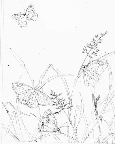 Natural History Illustration: Pencil - Lizzie Harper Meadow Drawing Pencil, Garden Line Drawing, Butterfly Garden Drawing, Meadow Drawing, Trees Art Drawing, Butterfly Line Drawing, Lizzie Harper, Natural History Illustration, History Illustration