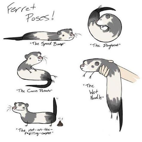 Saw this shared on FB credit to whom ever made it #ferretfamilylife #ferrets #ferret Ferret Poses, Ferret Stuff, Ferrets Care, Baby Ferrets, Funny Ferrets, Ferret Cage, Pet Ferret, Cute Ferrets, Art Manga