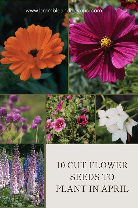 Discover the joy of starting your flower garden in April with April seed planting ideas. Explore 10 cut flower seeds to start in April and learn the secrets of successful April seed starting. From sowing to planting, we've got you covered for a blooming seasonal garden. If you want to get ahead with your flowers here are some flower seeds to sow in April so that you have flowers to harvest in late spring. There are some seeds that you can start to sow in April for zone 7 and 8 and UK. Flowers To Plant In April, Zone 8b Planting Schedule Flowers, Best Flowers For A Cut Flower Garden, Cut Flower Garden For Beginners Zone 6, Seeds To Plant In April, Collecting Flower Seeds, Starting Flowers From Seeds, Dalia Flower, Planting Flowers From Seeds