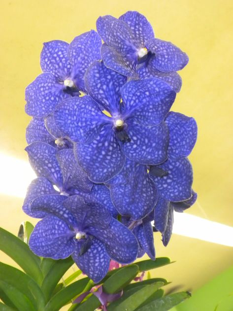 Vanda Pakchong Blue 'Blue' MERICLONE 2" pot 2" leafspan (just potted up from compot) Royal Blue Orchids, Blue Ghost Orchid, Blue Vanda Orchids, Blue Periwinkle Flower, Blue Orchid Wedding, Blue Oxypetalum, Tiffany Blue Weddings, Vanda Orchids, Orchid Wedding