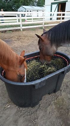 Hay Net - DIY Slow Feed Hay Feeders | DIY Slow Feed Hay Feeders Hay Shelter, Horse Feeder Diy, Horse Slow Feeder, Diy Hay Feeder, Horse Mane Braids, Hay Feeder For Horses, Horse Hacks, Horse Feeder, Horse Farm Ideas