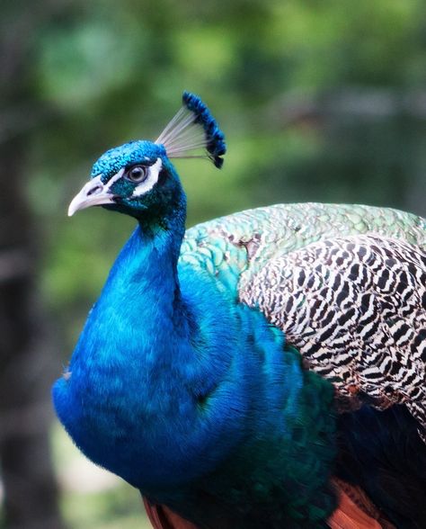 Peacock, Bird, Blue, Colorful, Male, Nature, Feather Male Peacock, Peacock Photos, Nature Projects, Peacock Bird, Public Domain Images, Free Pictures, Free Photo, Beautiful Birds, Pet Birds