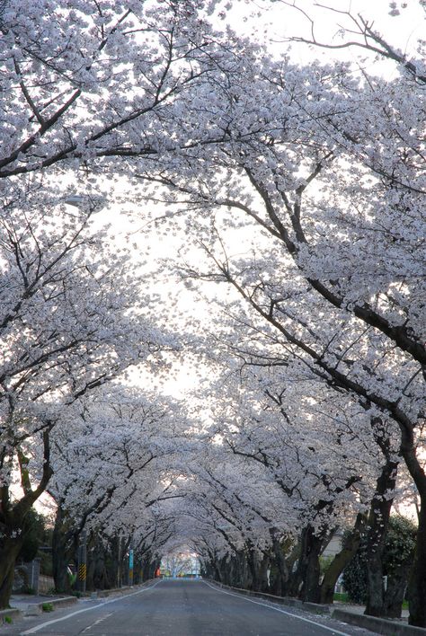 The silence between the notes Tree Tunnel, White Cherry Blossom, Sakura Tree, White Tree, Blossom Trees, Beautiful Tree, Science And Nature, Beautiful Photography, Amazing Nature