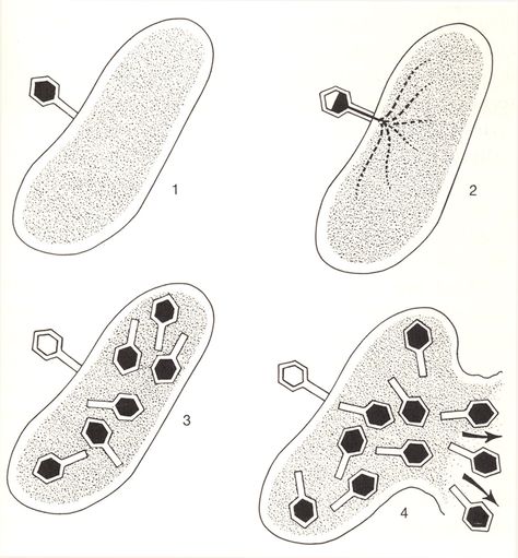 Lytic Cycle. Lytic Cycle, Life Science Classroom, Apologia Biology, Biology Activity, A Level Biology, Biology Classroom, Secondary Science, Ap Biology, Biology Teacher