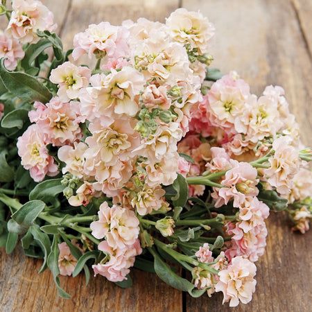 Quartet Combo Apricot Flowers | Territorial Seed Matthiola Incana, Apricot Flowers, Growing Cut Flowers, Cut Flower Farm, Stock Flower, Cut Flower Garden, Spring Pastels, Annual Flowers, Peach Flowers