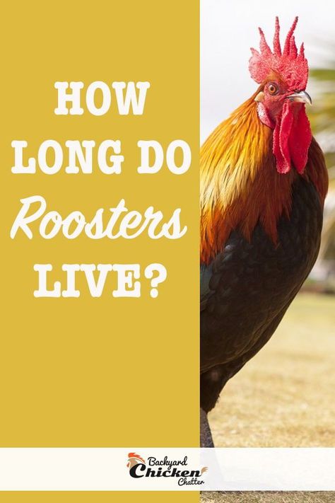 If you are adding a rooster to your flock, you may be wondering how long they live for? Here are some tips on keeping your roosters healthy, so they can live a longer life! #Rooster #RaisingChickens #ChickenCare #ChickenFacts Molting Chickens, Chicken Facts, Live Chicken, Animals Care, Chicken Owner, Chicken Eating, Fancy Chickens, Organic Eggs, Little Red Hen