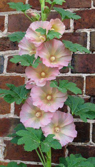 Hollyhocks Pink Hollyhocks, Holly Hocks, Hollyhocks Flowers, Flowers Growing, Deco Floral, Early Fall, Beautiful Blooms, Flower Photos, Flower Pictures