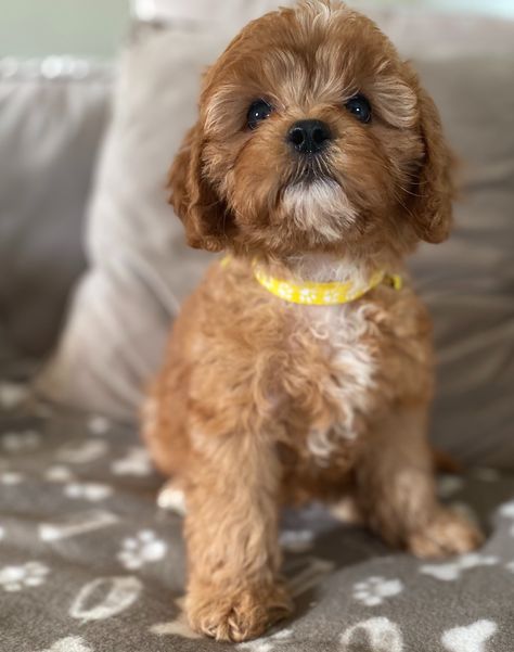 Breeder of cavapoo and cavapoochon puppies Cavapoochon Puppies, Cavapoo Puppies, Therapy Dogs, Pet Home, New Puppy, Being A Landlord, Dog Friends, Puppies, Dogs