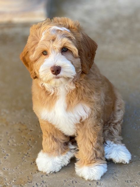 Labradoodle Puppies For Sale - Brookside Labradoodles Pet Dog Tattoo, Labradoodle Grooming, Mini Labradoodle Puppy, Labradoodle Miniature, Big Dogs Breeds, Biggest Dog In The World, Labradoodle Puppies For Sale, Biggest Dog, Labradoodle Puppies