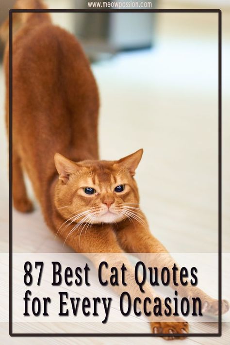 You wouldn’t be surprised to hear that there are a lot of amazing quotes and proverbs out there about cats. When you read these sayings you will be amazed at how unusual these animals are, and you will find an explanation as to why you love them for the umpteenth time. Here are 87 funny, and famous cat quotes by historic and modern figures. Enjoy! #catquotes #cats #kitty #pets #meowpassion Inspirational Cat Quotes, Cat Poems, Cute Cat Quotes, Cat Lover Quote, Cat Puns, Cat Jokes, Cat Quotes Funny, Cat Whiskers, Bad Cats