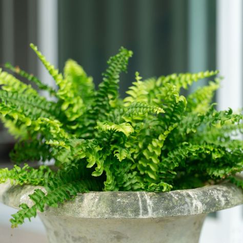 How To Care For A Boston Fern, How To Keep Ferns Alive In Winter, Wintering Ferns, Boston Fern Care, Fern Plants, Ferns Care, Boston Fern, Overwintering, Fern Plant