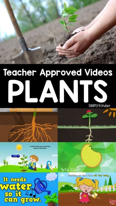 Teacher Approved Video List all about Plants. Everything from the life cycle of plants to how to plant them! Perfect for preschool, kindergarten, and first grade students. Life Cycle Of Plants, Teaching Plants, Plants Kindergarten, Plant Lessons, Plants Unit, Plant Activities, Plant Study, 1st Grade Science, First Grade Science