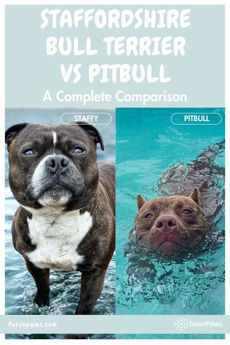 Staffordshire Bull Terrier Vs. Pitbull Staffy Bull Terrier, Pitbull Bull Terrier, Staffordshire Bull Terrier Puppies, Staffordshire Bull Terriers, Pitbull Facts, Pitbull Dog Breed, Staffy Dog, Bully Breeds Dogs, Dog Facts