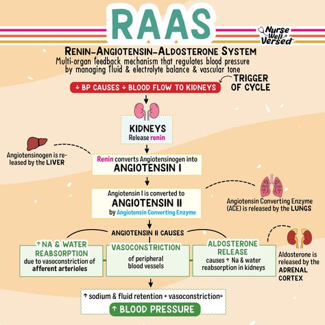 ⭐️ RAAS System 1️⃣ Renin Release: When blood pressure drops, the kidneys release renin. 2️⃣ Angiotensinogen to Angiotensin I: Renin converts angiotensinogen (from the liver) into angiotensin I. 3️⃣ Angiotensin I to Angiotensin II: The enzyme ACE (from the lungs) converts angiotensin I to angiotensin II 4️⃣ This leads to sodium and water reabsorption, vasoconstriction, and aldosterone release fro mthe kidneys (which promotes more reabsorption) Renin Angiotensin System, Raas System Notes, Raas System Nursing Mnemonics, Raas System, Kidneys Nursing, Renin Angiotensin Aldosterone System, Nursing School Studying Cheat Sheets, Nursing School Essential, Nursing Study Guide