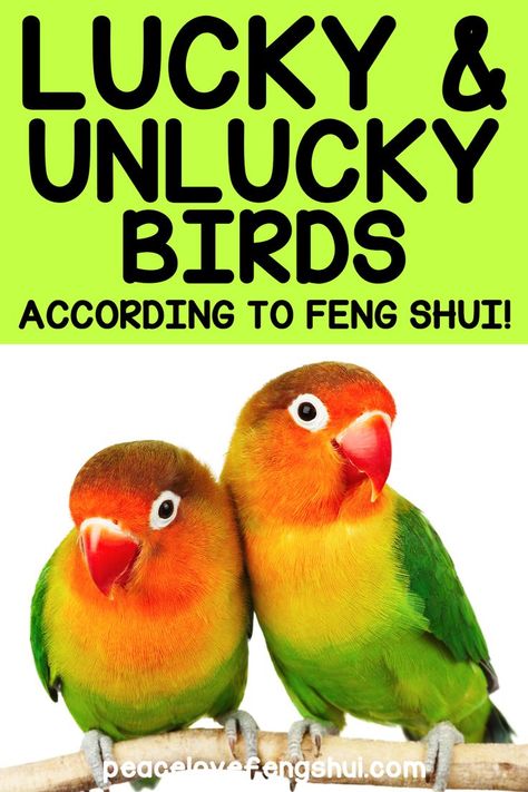 Bird Meanings, Feng Shui Earth Element, Feng Shui Turtle, Apartment Feng Shui, Feng Shui Map, Feng Shui Bed Placement, Bathroom Feng Shui, Feng Shui For Beginners, Feng Shui Elephant