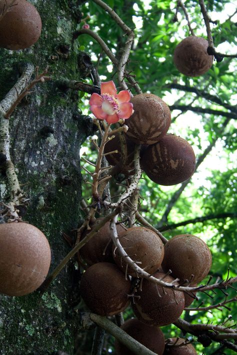 watch out for falling cannon balls ... cannon ball tree (couroupita guianensis), native to caribbean & parts of south america ... fragrant flowers ... stinky fruit ... Cannon Ball Tree, Cannonball Tree, Website Audit, Cannon Ball, What Is Seo, Types Of Vegetables, Lone Tree, Unusual Plants, Unique Trees