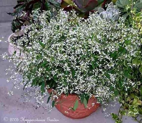 Diamond Frost Euphorbia, Merlot Wedding Theme, Sidewalk Garden, Euphorbia Plant, Diamond Frost, Deadheading, Florida Plants, Ideas For Gardens, Garden Deco