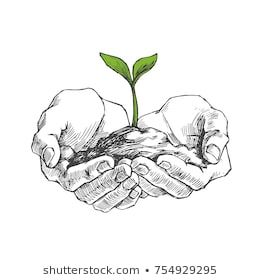 Vector illustration of young plant with ground in hands. Palms holding a sprout in sketch style isolated on white Hand Holding Plant Tattoo, Hands Holding Flowers, Plant Sketches, خريطة ذهنية, Let's Make Art, Plant Seeds, Sketch Style, Hand Logo, Plant Drawing