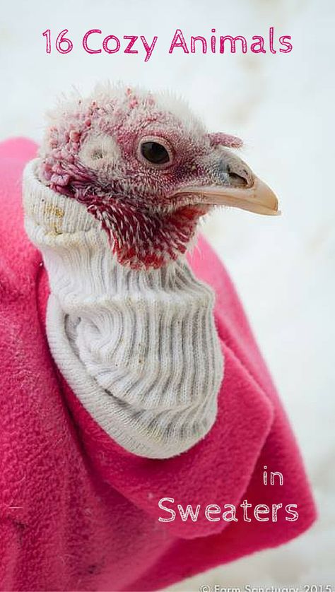 These adorable rescue animals are staying warm in stylish knitwear. <3 Animals In Sweaters, Animal Wallpaper Aesthetic, Cozy Animals, Pet Turkey, Raising Turkeys, Stylish Knitwear, Animal Sweater, Animal Portraits Art, Animal Print Wallpaper