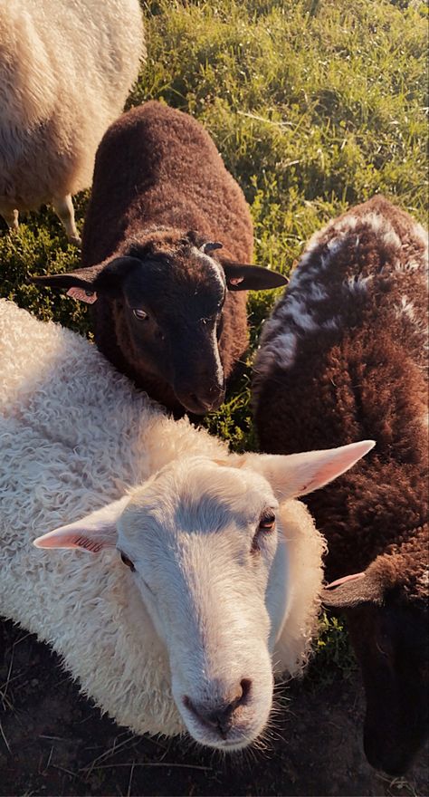 Sheep Farm Aesthetic, Farm Sheep, Farmhouse Aesthetic, Farm Lifestyle, Future Farms, Arte Van Gogh, Travel Pictures Poses, Sheep Farm, Poultry Farm