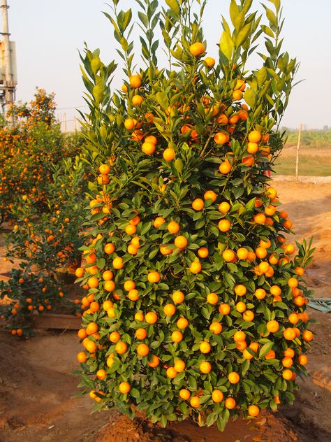 Kumquat Tree, Tet Holiday, Fruit Bearing Trees, Vietnam Holidays, Sandwich Bag, Growing Gardens, Palm Coast, Fruit Tree, Retail Market